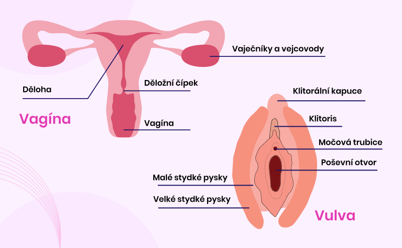 Anatomie vagíny